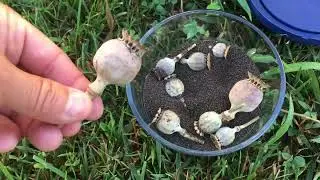 Poppy Seed Poppies Harvesting Flower 🌸 and Healthy  Food