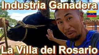 Ganadera: La Principal Actividad de La Villa del Rosario Venezuela | ベネズエラ スーリア州 ラ・ビジャ・デル・ロザリオの畜産業