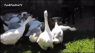Angry Goose Chasing People And Animals