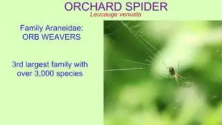 ORCHARD SPIDER