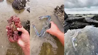 Поймал странного краба. Видео с рыбалкой. #ловля #рыбалка #краб #охота