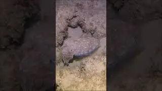 Sepia officinalis - Common Cuttlefish - דיונון הרוקחים - סבידה