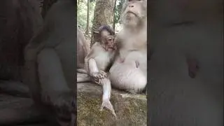 got full milk nearly spills out of baby monkey 🐵 Demi mouth #monkey #wildlife #babyanimal