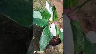 S-blooms nursery online plant sales 8978779102