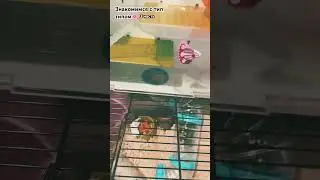 Описание съел тип тип 🤩🤯🥳￼