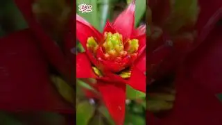 Trivia! What Flower Is This? #quiz #triviashort #flower #flowerlover #plants #plantas #guess #flores