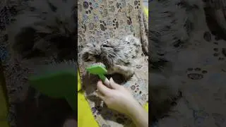 Chicken vs comb