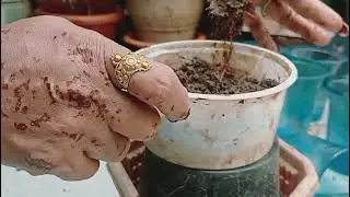 Adhiniyam ki care tips seedling 🌱🌸🏵️#howtogrowplant एडेनियम प्लांट की रिपोर्टिंग/गणेश चंपा#longvideo