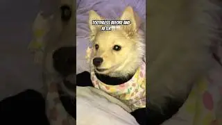 Ab main katu katu Kaise karu 🤔#dog #dogshorts #toothless #funny #cute #shorts #care #trending #pets