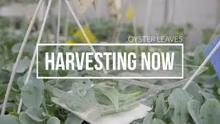 Harvesting Now  | Oyster Leaves