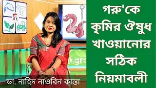 গবাদিপশুর কৃমির ঔষুধ খাওয়ানোর সঠিক নিয়মাবলী - Deworming of cattle ডা. নাহিদ নাওরিন কান্তা #Agroaid