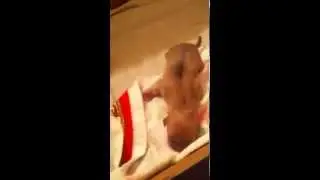 Newborn Puppy
