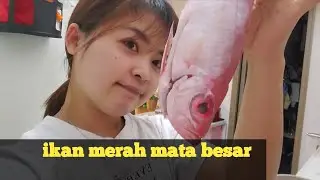 cara masak ikan mata besar paling mudah dan nggak ribet