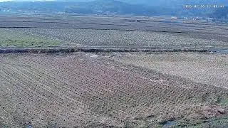 【島根の田んぼ】田んぼの様子をライブ配信中！２４時間いつでも確認できます！｜自然 田舎 緑 癒し 島根県 八なお米穀店（はなお）