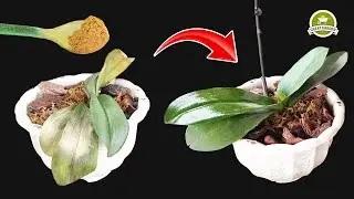 Its Quick Effect Will Keep You From Throwing Any Rotten Orchid