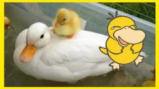 SMILE DUCK - PUPPY DUCK - BABY DUCK - RUNNING DUCK - DUCK VIDEOS
