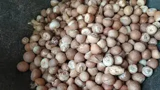 ಚಾಲಿ ಅಡಿಕೆ ಸುಲಿಯುವ ಯಂತ್ರ