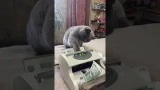 Котейкина зп !  #funny #love #pug #dog #puglife #cute #животные #pets