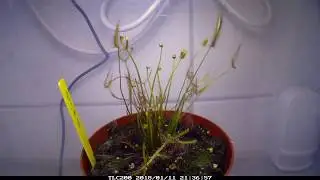 Drosera binata time lapse / Zeitraffer