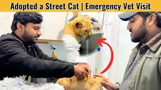 We Adopted a Street Cat 🐱 | Emergency Vet Visit After Adoption