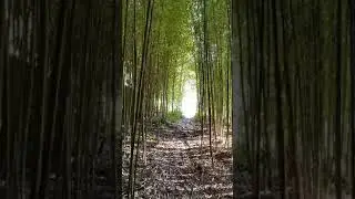 A magical bamboo forest