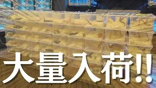【速報】ついにあのヘビが大量に入荷しました!!