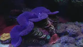 Blue Maxima clam spawning