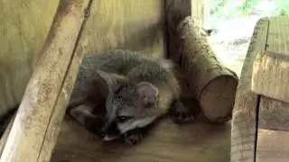Gray Fox Kits