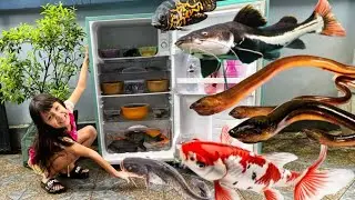 Menemukan ikan Haruan Besar dalam Kulkas Belut Sawah, ikan Koi, ikan Oscar, Gurame, koki panda 