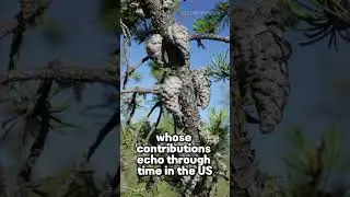 The Jack Pine - Pinus banksiana