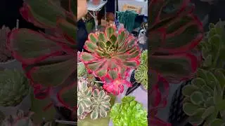 Кактус Фест Сентябрь 2025 🌵 Cactus Fest Moscow