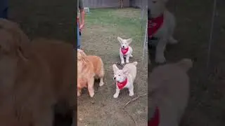 Thanksgiving Turkey Fryer Chaos! Bibi Monkey, Corgi, Golden & Lab Puppies in Frozen Turkey Drop
