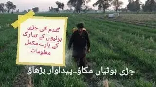 Types of Weeds of wheat and their impact on crop yield.