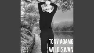 Wild Swan