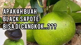 Cara mencangkok buah Black Sapote yang cepat tumbuh akar.