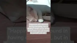 #catlovers #cats #catshorts #cat #lifequotes #lifelessons
