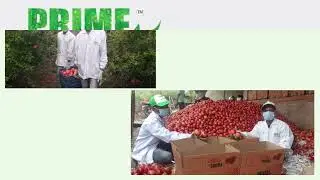 Prime Fresh's 16 years of Well established F&V supply chain Overview