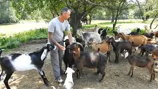 CE RASA DE CAINI CIOBANESTI ESTE MAI BUNA LA STANA?MAIDANEZII POT FACE FATA?DISCUTII CU GEORGE.