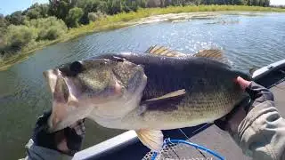 Clear Lake Bass Fishing with Frogs