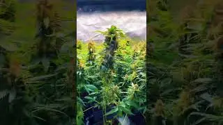 Orange Bud (Dutch Passion)2 #orangebud #dutchpassion  #seaofgreen #led #sog