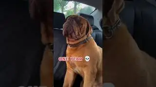 30 Days to One Year French Mastiff #dogbreed #doglove #pets gsds puppy #French Mastiff feed dofus