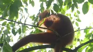 Maroon Langur, Presbytis rubicunda, Danum Valley, Sabah, Borneo, Malaysia, 14 May 2025