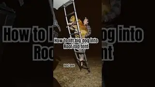How to lift big dog into roof top tent #adventuredog #rooftoptent #goldenretreiver #overlanding