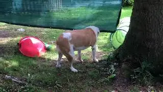Enriched Environment f&uuml;r Hunde