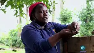 Niyigena Jeannette umukozi wa UR-CAVM arakwereka uko wakora ifumbire y'imborera ukoresheje umusatsi.