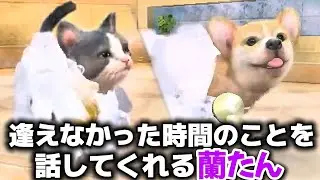 空白の時間を語りながらお風呂＆ブラッシング｜ニンテンドッグス【お手入れ編】蘭たん