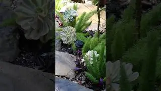Garden Transformation with TRULY drought tolerant plants.