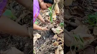 What if the corn grown in the field is harvested? #shortvide #shortvideo#shorts