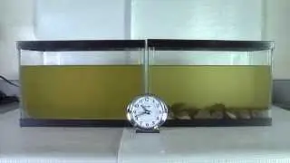 Time Lapse Video of Clam Filtration