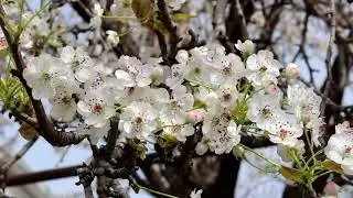 HD flower video   Amazing nature   Free HD videos   no copyright